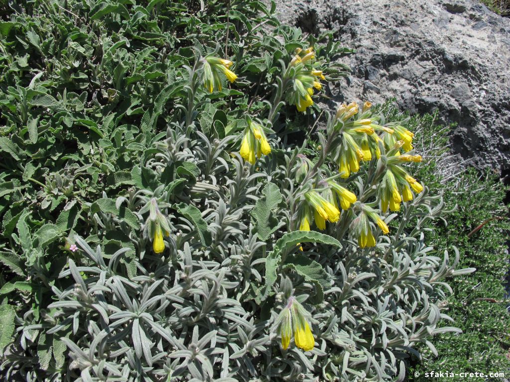 Photo report: Around Sfakia, Crete Spring 2013